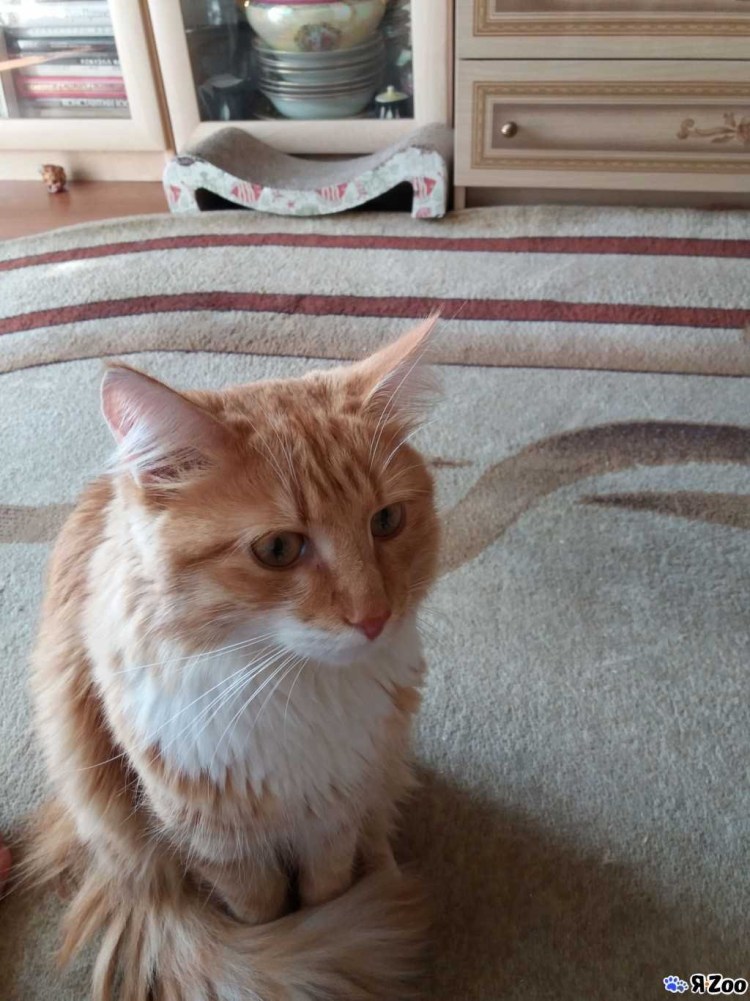 Рыжий кот метис Мейн куна