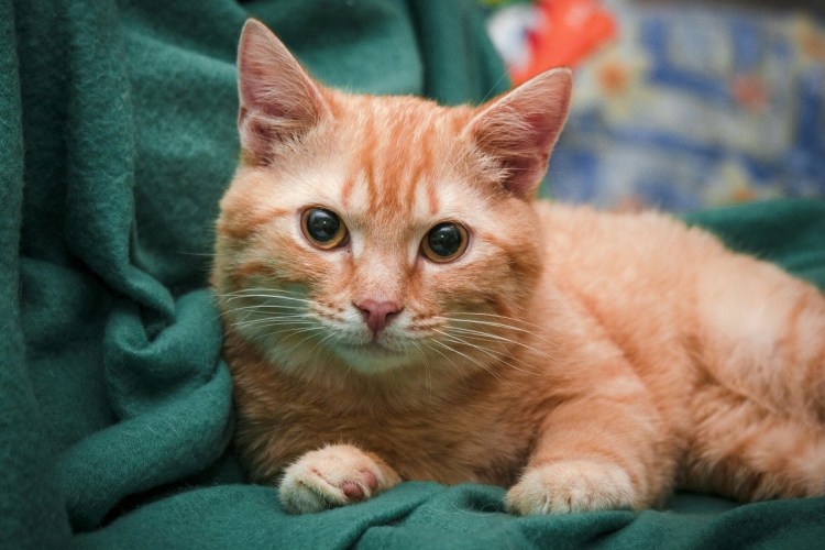 Сибирский гладкошерстный рыжий кот