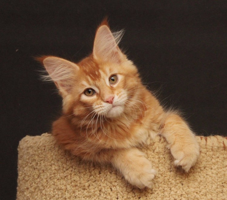 Метис кошка рыжая