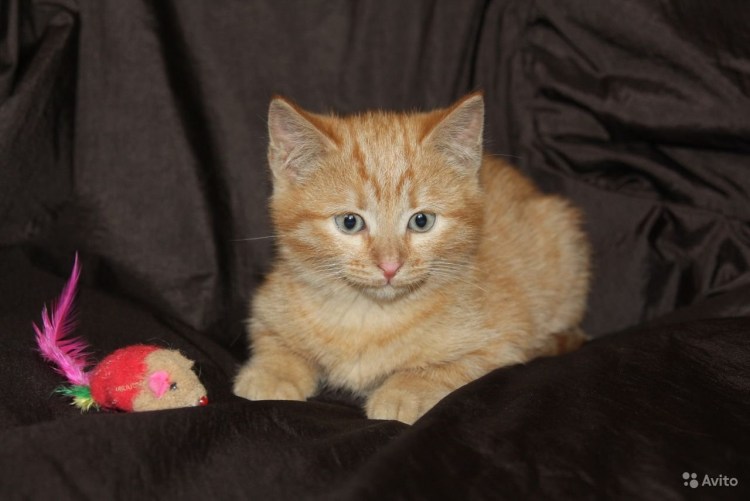 Метис порода кошек рыжий