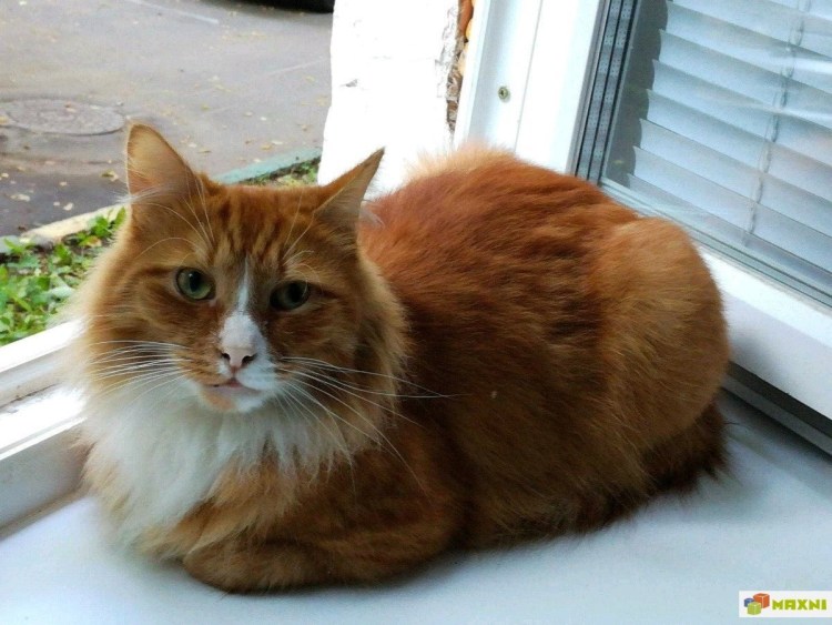 Мейн кун и перс смесь