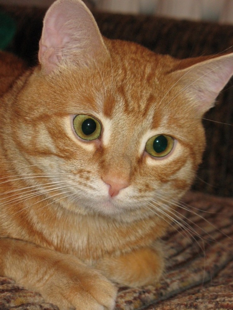 Метис порода кошек рыжий