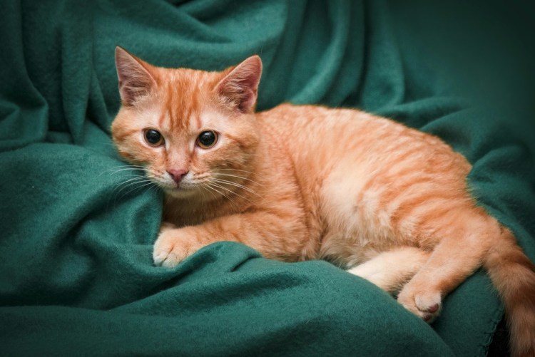 Кот метис рыжий