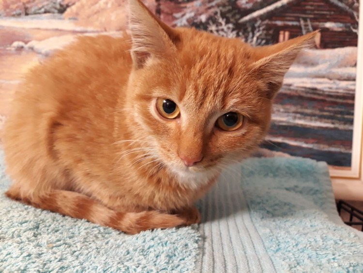 Сибирский метис кот рыжий