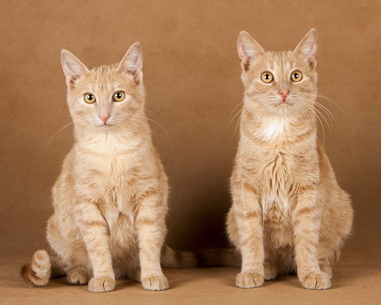 Сибирский гладкошерстный рыжий кот