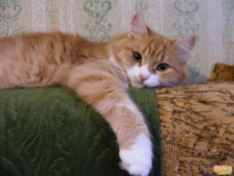 Курильский бобтейл рыжий котенок