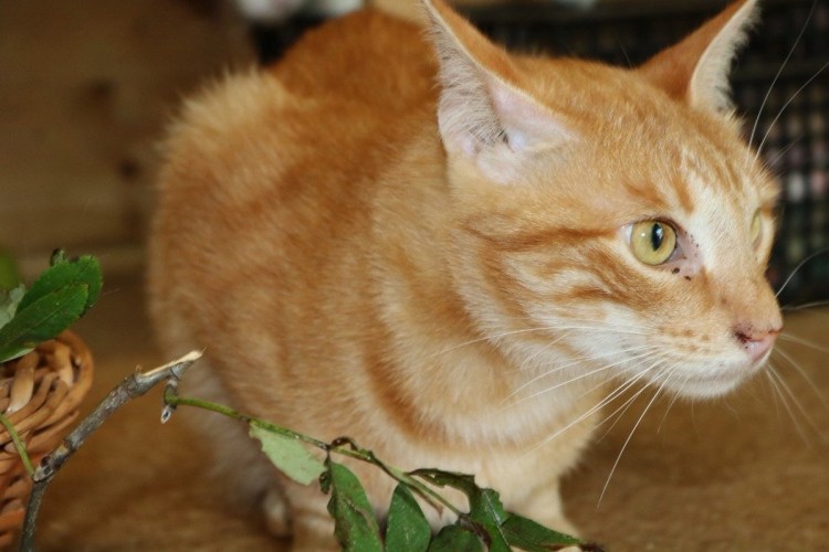 Рыжий кот метис британец