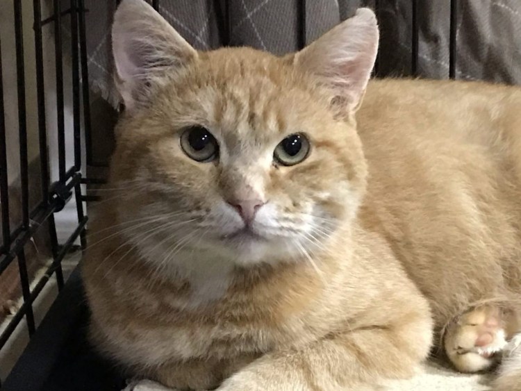 Рыжий кот и белка