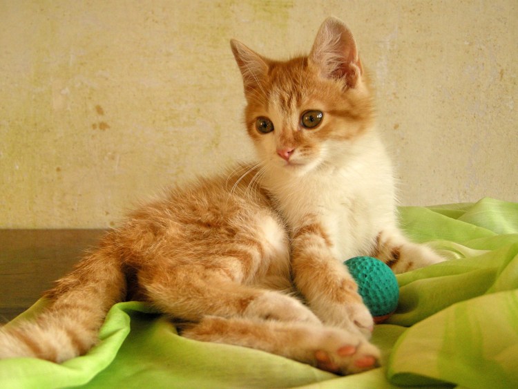 Метис порода кошек рыжий