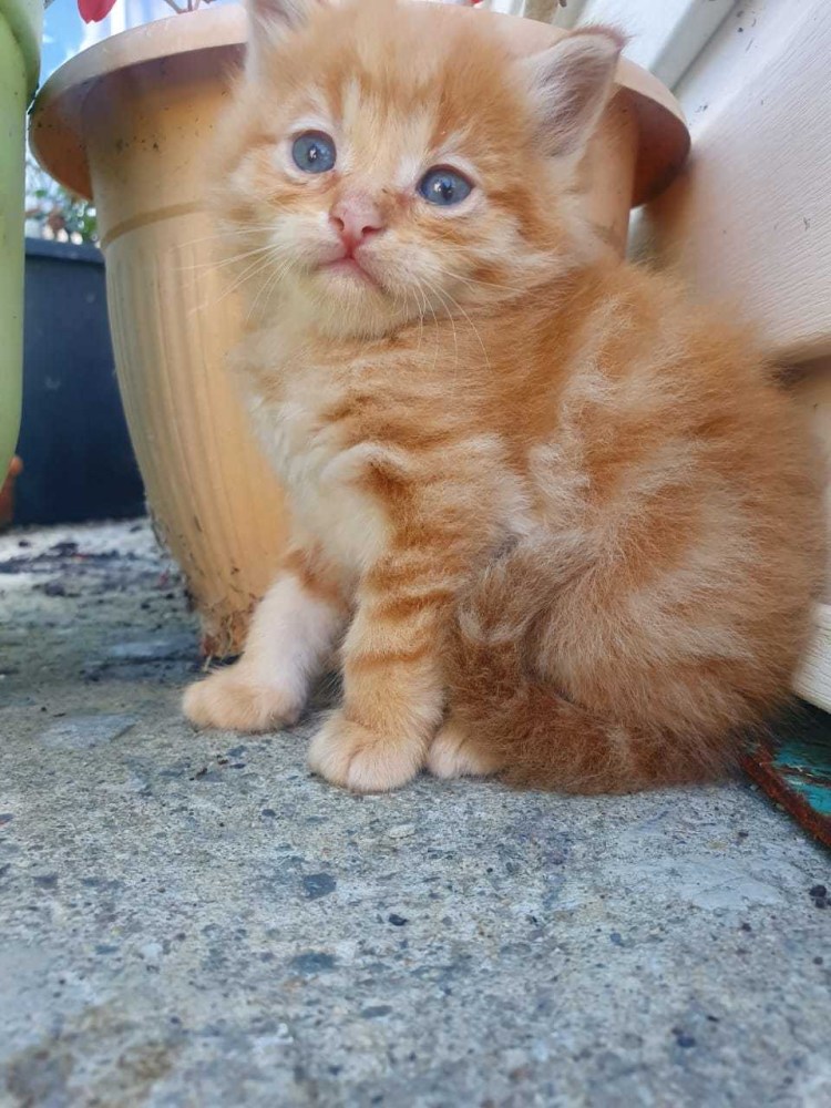 Кот метис рыжий