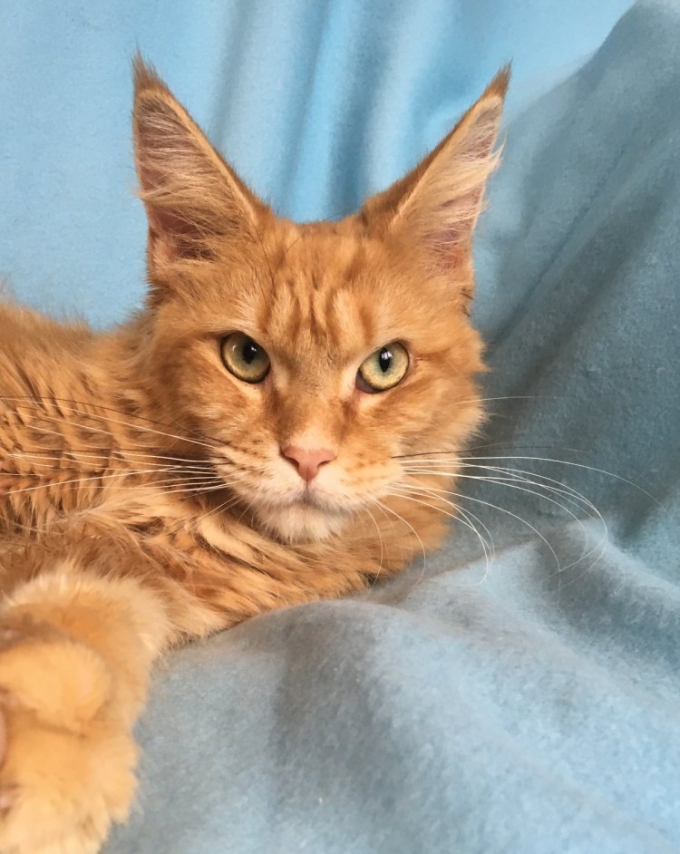 Мейн кун рыжий гладкошерстный