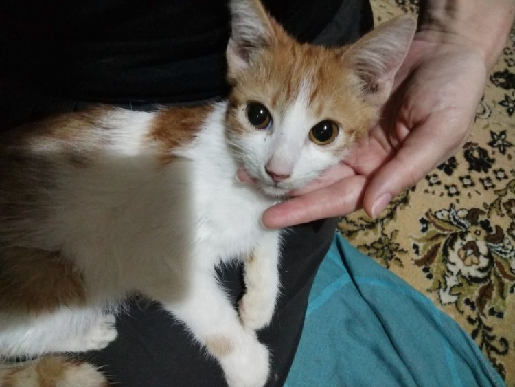 Мейн кун рыжий котенок