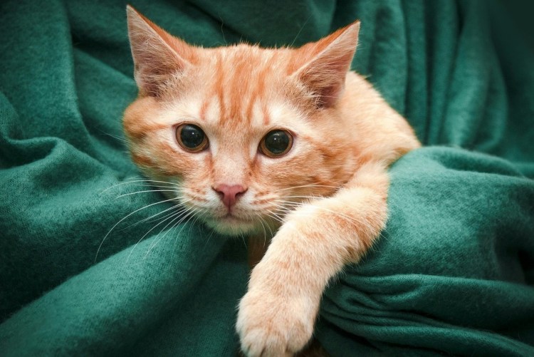Сибирский гладкошерстный рыжий кот