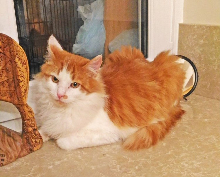 Мейн кун метис рыжий