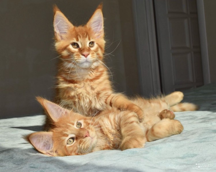 Турецкий Ван метис