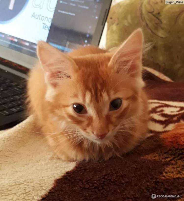 Персиковый метис Сибиряка