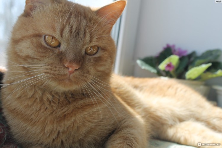 Серо рыжая кошка