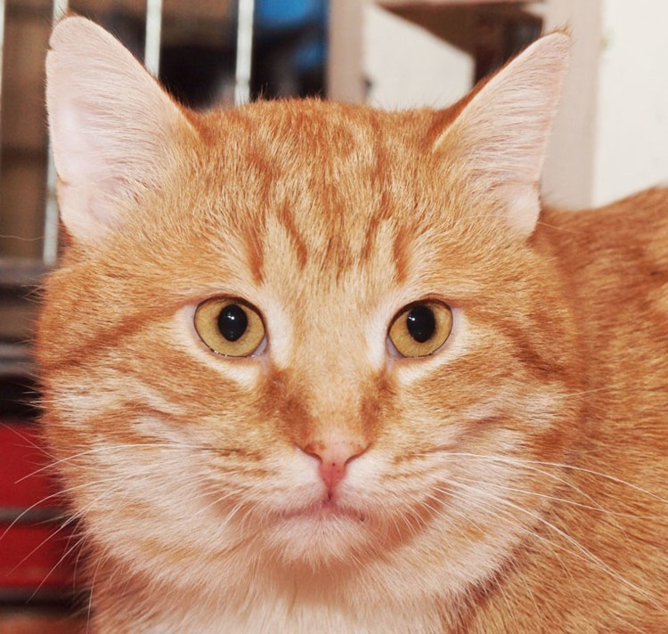 Рыжий британский кот метис