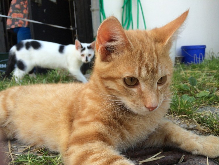 Рыжий кот Крысолов