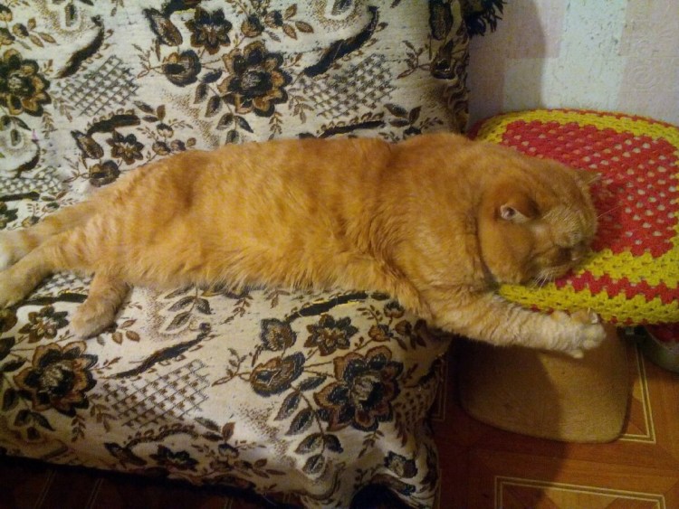 Гладкошерстный котенок 2 месяца