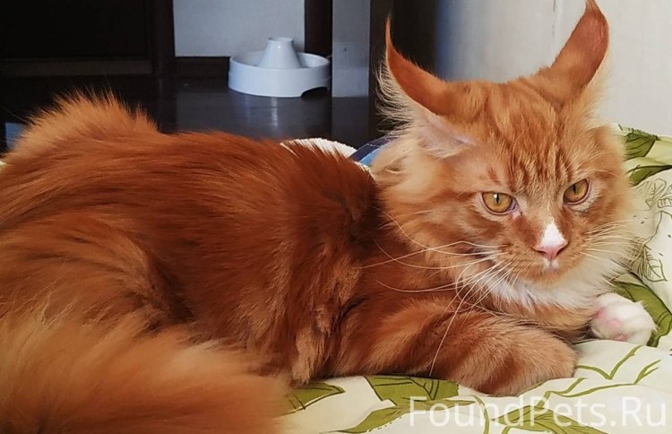 Турецкий Ван метис