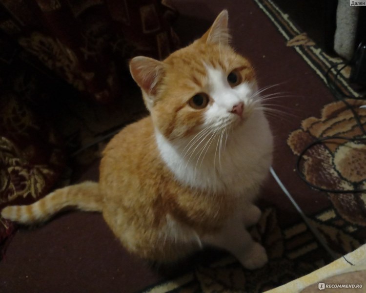 Кот метис рыжий