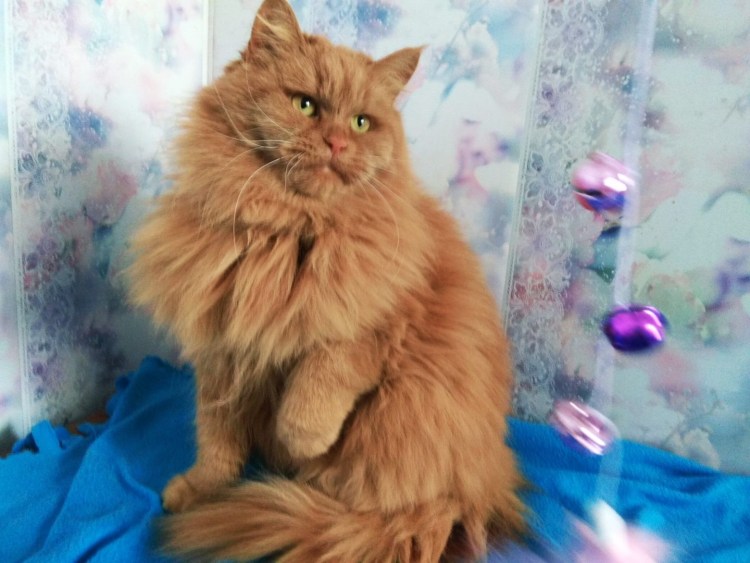 Персиковый кот порода