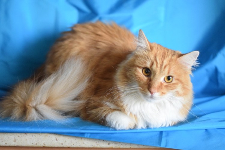 Кот метис рыжий