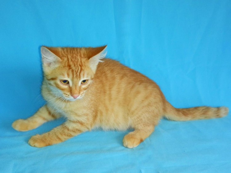 Рыжий бенгал метис