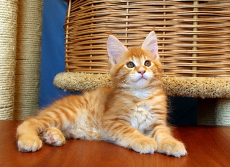 Найден кот метис рыжий
