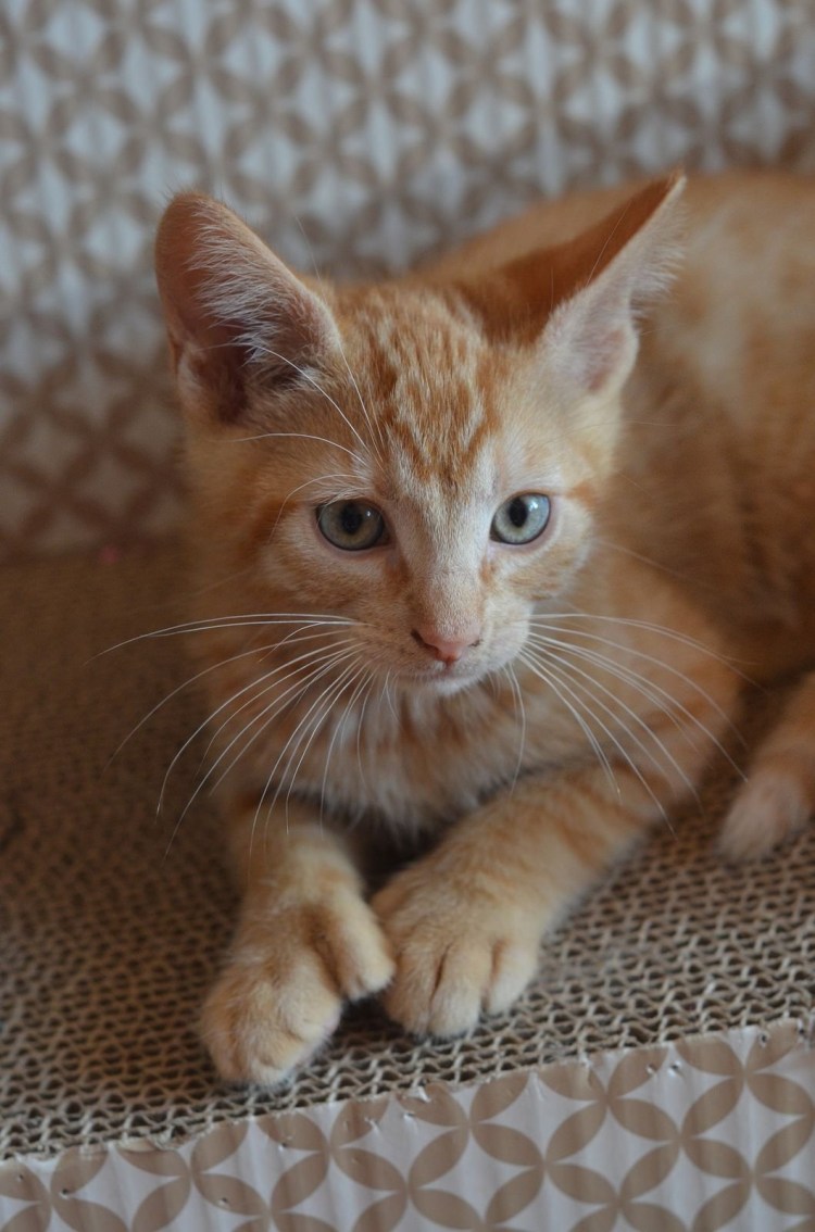 Ориентал рыжий полосатый