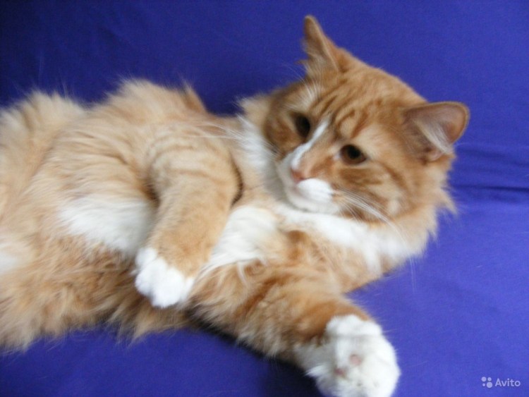 Кот метис рассказ рыжий для 2 класса