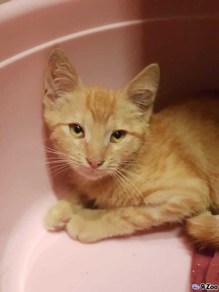 Коты метисы рыжие