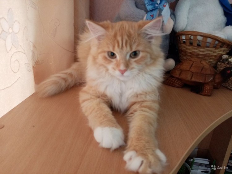 Рыжий британский кот метис