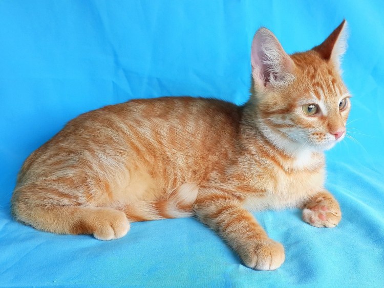 Рыжий бенгал метис
