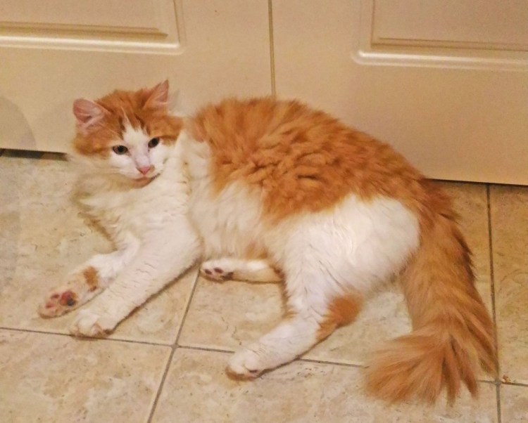 Рыжий кот порода короткошерстный