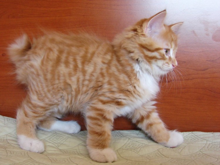 Рыжий кот Мейн кун