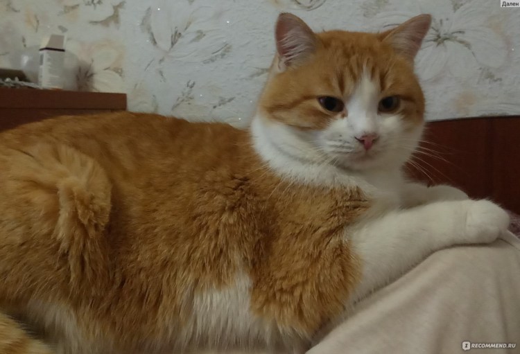 Бело рыжий котенок приметы