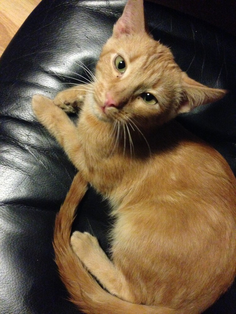 Курильский бобтейл метисы рыжие