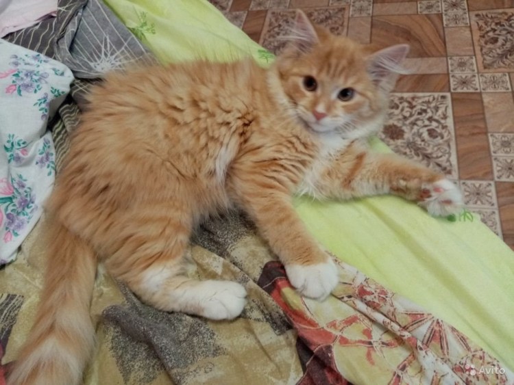 Рыжий Сибирский кот помесь