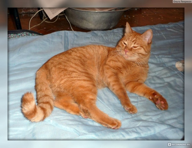 Сибирский кот за 3.000 рыжие