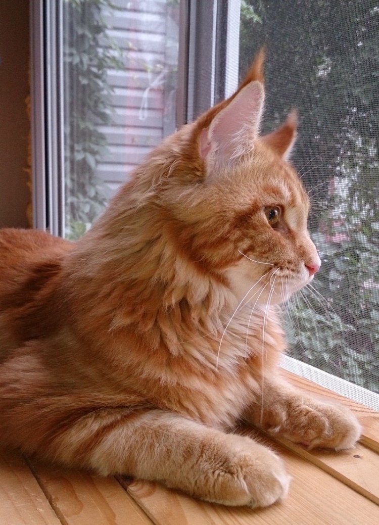 Ангорская Сибирская кошка рыжая