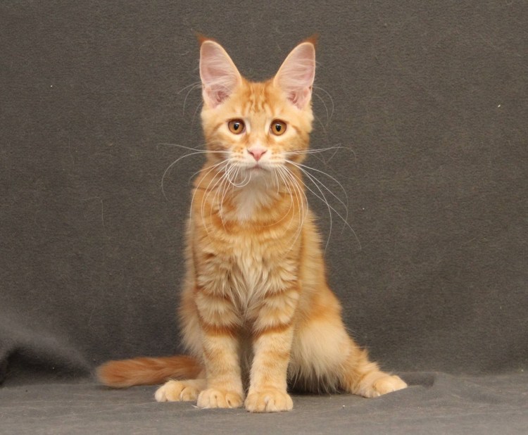 Мейн кун метис рыжий