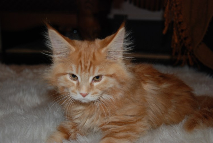 Мейн кун Моцарт