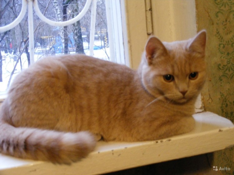 Кот метис рыжий