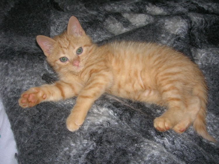 Мейн кун метис рыжий