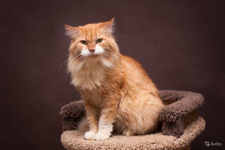 Кот метис рыжий