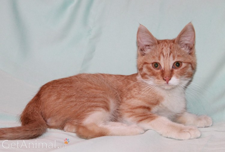 Котиков на 2 3 4