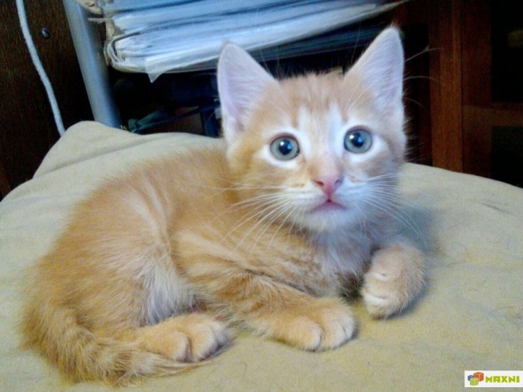 Метис порода кошек рыжий