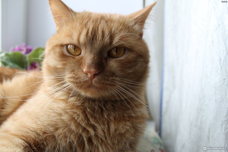 Мейн кун метис рыжий